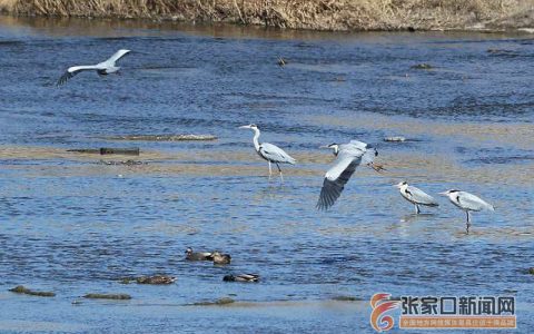 张家口：生态环境优良 珍稀候鸟聚集