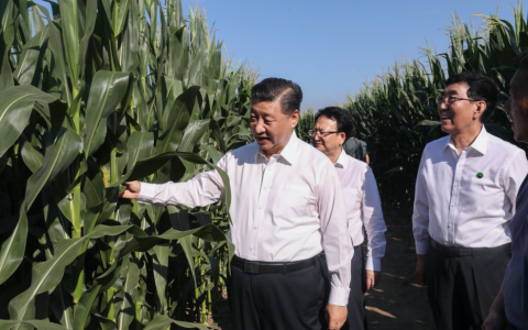 一枝一叶总关情丨让农民挑上“金扁担”( / 1 )