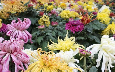 花满枝头 花美景美人更美 —汝阳·付店 伏牛山第一届高山菊花节暨大步湾沟域经济文化节