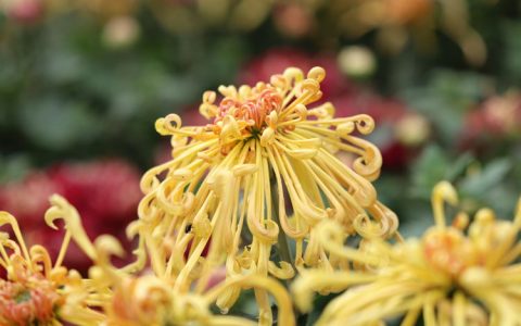 雨后阳光 照耀高山金菊—汝阳·付店 伏牛山第一届高山菊花节暨大步湾沟域经济文化节