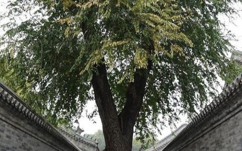 乡       愁