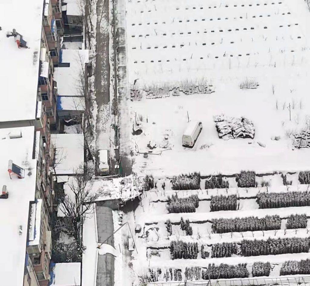 汪太银:  郑州真的下雪了