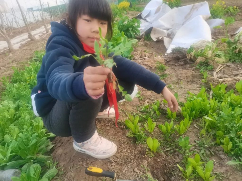 春分时节 品春味 ——保合寨小学春分主题活动