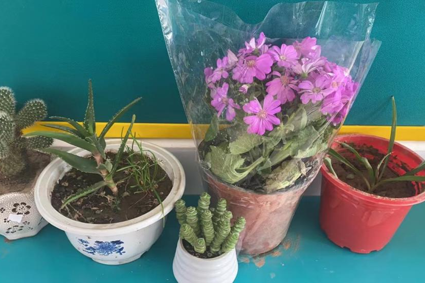 护一抹新绿，寄一份希望——保合寨小学植树节活动