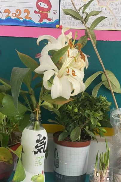 护一抹新绿，寄一份希望——保合寨小学植树节活动
