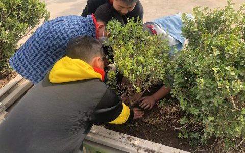 春风十里，正“植”有你—郑州市惠济区保合寨小学植树节活动