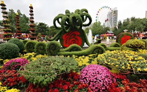 《洛阳秋菊展》