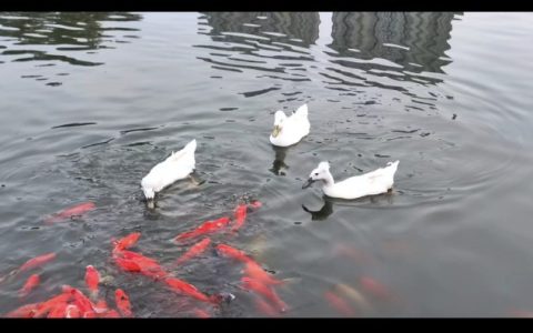 池塘秋水图