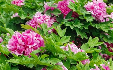 沁园春·盛赞牡丹花会