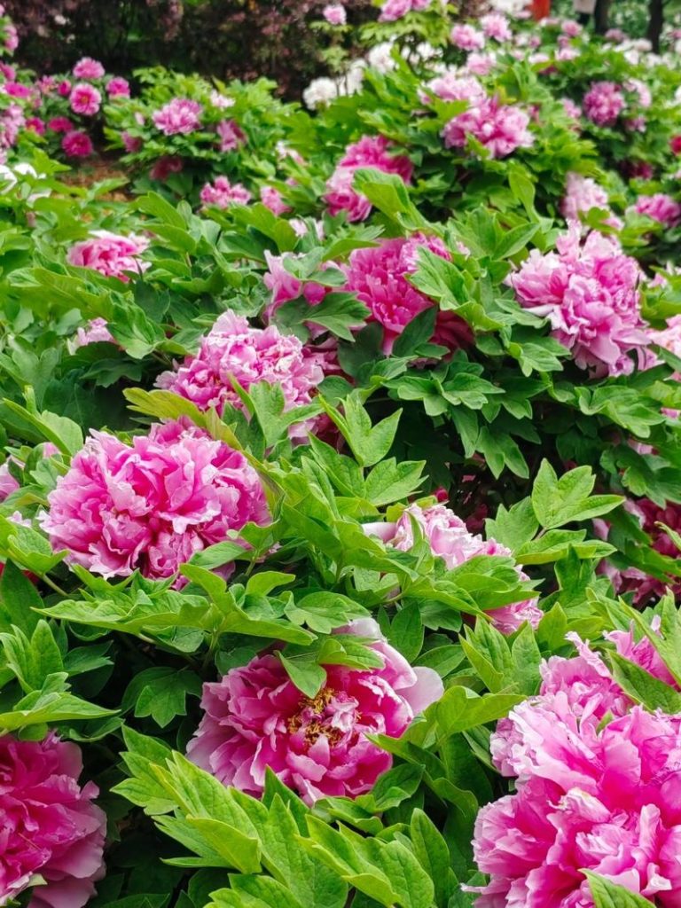 沁园春·盛赞牡丹花会